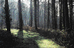 Woodbury Common woodland path